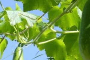 Một số bài thuốc sử dụng bí đao cho bệnh gan