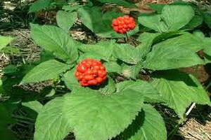 Tam thất trị chứng xuất huyết, suy nhược cơ thể