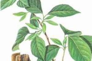 Tác dụng chữa bệnh của Đỗ trọng