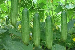 8 tác dụng của nước dưa leo với sức khỏe bạn biết chưa?