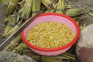 Những món ăn nhìn "chết khiếp" nhưng chữa được nhiều bệnh