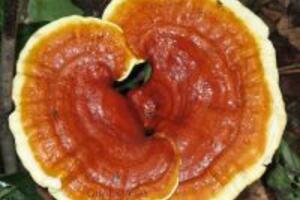 7 bài thuốc quý chữa bệnh có dùng nấm linh chi