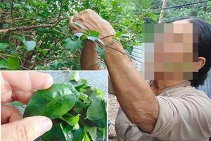 Lá không tên… trị hết nhiều bệnh hiểm?