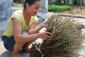 Vị thuốc từ cây ÉThân và lá É có vị cay, mùi thơm, tính ấm, có tác dụng phát hãn, giải biểu, khu phong, lợi thấp, tán ứ, chỉ thống…