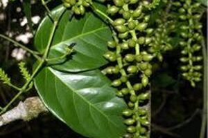 Cây gắm chữa bệnh gút hiệu quả ra sao?