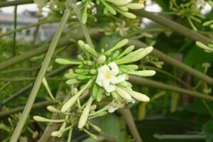 Thuốc từ đu đủ đựcĐu đủ có nhiều giống khác nhau, song chung quy cũng chỉ có 3 loại đó là đu đủ cái, đu đủ đực, và đu đủ lưỡng tính. Ở đây xin chỉ nói đến các loại thuốc được sử dụng từ đu đủ đực...