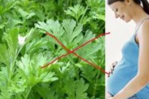 Các loại rau bà bầu tuyệt đối không nên ăn khi mang thai