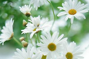 Bạch cúc trị hoa mắt chóng mặtCác y thư cổ cho rằng, Bạch cúc vị đắng, tính bình (Bản Kinh), vị ngọt, không độc (Biệt Lục), vị đắng mà ngọt, tính hàn (Thang Dịch Bản Thảo).