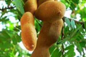 Vị thuốc từ cây meTrái me có tác dụng mát gan, phổi, dạ dày, tiêu thực, chữa nóng quá sinh phiền khát, tiểu đỏ sẻn, trị nóng rát cổ, ho khản tiếng.