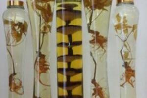 Công dụng chữa bệnh của sâm ngọc linh