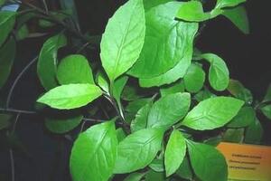 Kim thất thuốc tiêu viêmĐông y cho rằng, Kim thất có vị cay ngọt thơm, tính bình, tác dụng thanh nhiệt giải độc, lợi tiểu, tiêu viêm, tán ứ tiêu thũng, chỉ khái.