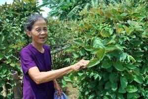 Dây mơ lôngDây mơ lông còn gọi là dây rau mơ, dây lá mơ, lá mơ tam thể... Trong Đông y, lá mơ lông có vị đắng, tính mát được dùng làm thuốc chữa các bệnh đường tiêu hóa...