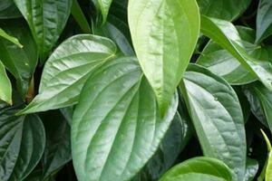 Nhai lá trầu có lợi Theo các nhà khoa học Ấn Độ, một hoạt chất có trong lá trầu có thể giúp ích cho những bệnh nhân mắc bệnh bạch cầu tủy xương mãn tính.