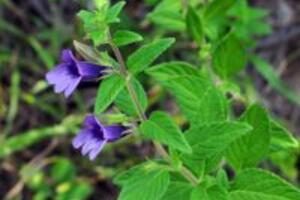 Loại thảo dược nào giúp bổ gan ?