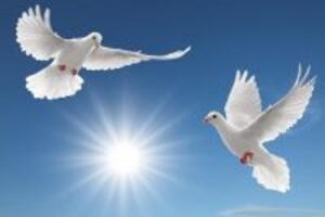 Bệnh yếu sinh lý, thận hư – Thịt chim bồ câu chữa được!