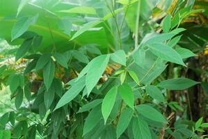 Vị thuốc từ cây đậu săngTheo Đông y, đậu săng có vị đắng, tính mát; có tác dụng ấm phế, trợ tỳ, tiêu thực, làm thông huyết mạch.