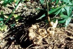 Củ cơm nếp chữa thiếu máuĐông y cho rằng, cơm nếp có tính bình, vào các kinh tỳ, phế, thận, có tác dụng bổ khí, dưỡng âm, kiện tỳ, nhuận phế, ích thận...