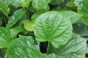 Cách chữa viêm nhiễm phụ khoa bằng lá lốt