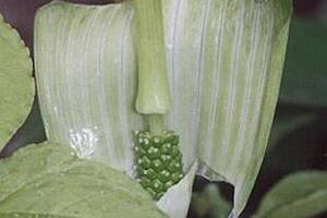 Thiên nam tinh, giáng khíThiên Nam tinh là củ Chóc chuột, là loại cây thường gặp mọc ở mọi nơi, nên dễ trồng trọt và thu hái hơn cây Chóc ri.