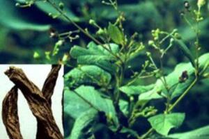 Huyền Sâm và tác dụng chữa bệnh của Huyền Sâm