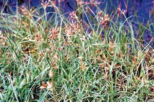 Cỏ cú chữa bệnh phụ nữTheo Đông y, rễ chùm (củ) của cỏ cú để điều chế vị thuốc được gọi là Hương phụ có vị cay, hơi đắng, hơi ngọt, tính bình...