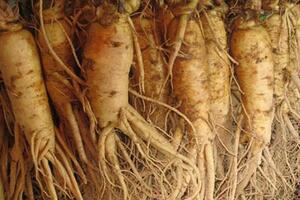 Chớ lạm dụng nhân sâmNhân sâm là thuốc nên khi dùng phải có liều lượng và sử dụng đúng đối tượng, nếu lạm dụng, dùng không hợp lý có thể gây ngộ độc.