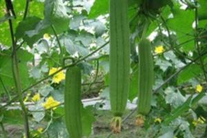 Bài thuốc trị viêm xoang, viêm họng hiệu quả, không tác dụng phụ
