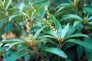 Có nên uống trà sau khi ăn?