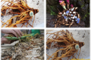 Nghệ đen chữa được nhiều bệnh về khí huyết