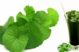 Mách bạn cách chữa bệnh gan bằng rau má đơn giản và hiệu quả