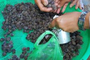 Sim - vị thuốc quýCây sim có tên khoa học: Rhodomyrtus tomentosa (Ait.) Hassk., thuộc họ sim (Myrtaceae). Sim được xem là có vị ngọt/chát, tính bình.