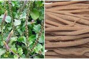 Ngưu tất - Thông kinh, cường gân cốt