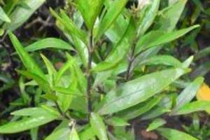 Bài thuốc chữa bệnh khớp bằng thuốc nam hiệu quả