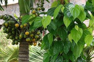 Rễ cau chữa liệt dươngHoa, quả, thậm chí cả rễ của cây cau đều có nhiều tác dụng chữa bệnh rất tốt, từ ho, dạ dày, khó tiêu, chán ăn, hen suyễn đến cả… cường dương.