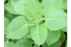 3 cách trị ho bằng rau tần nhanh khỏi