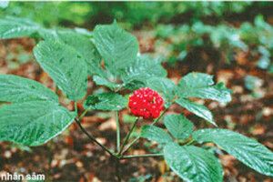 Gia vị tứ quân phương- Bài thuốc hay