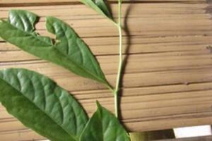 Bài thuốc quý cứu người bỏng nặng sắp chết trở nên lành lặn