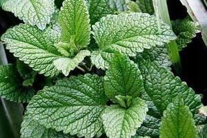 Húng chanh chữa bệnhHúng chanh là một trong những vị thuốc nam thông dụng chữa được nhiều bệnh, đặc biệt là chữa ho và cảm cúm.