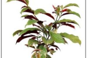 Công dụng của cây Đơn tướng quân