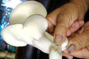 Giảm cholesterol và đường huyết  từ nấm bào ngưTrong nấm bào ngư có chất pleutorin có công hiệu kháng khuẩn gram dương và kháng cả tế bào ung thư… Ngoài ra, nó còn có tác dụng làm giảm thiểu đối với cholesterol và đường máu.