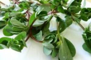 Rau sam – món ăn dành cho người cao tuổi