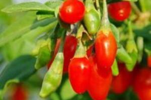 Câu kỷ tử – trà thảo dược trị bệnh béo phì hiệu quả