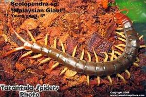 Thuốc hay từ rếtCon rết được Đông y sử dụng làm thuốc với tên gọi là Ngô công từ rất lâu đời, đã được ghi đầu tiên trong sách Bản kinh...