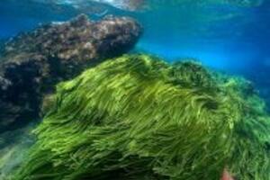 Những lí do khiến tảo xoắn được cho là “thực phẩm trường thọ”
