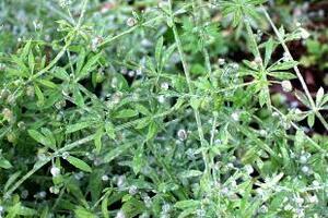 Cây Vấn vương chữa khớpVấn vương tên khoa học Galium aparine L thuộc họ cà phê Rubiaceae, là loài cây được phân bố tại châu Âu, châu Á và Việt Nam.