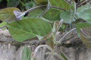 Tác dụng chữa bệnh của lá mơ lông