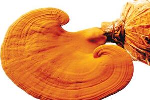 Tác dụng của nấm linh chi và giá trị thực