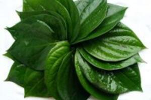 12 công dụng của lá trầu không mà ít ai ngờ đến