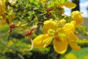 Công dụng của cây Tô mộc đối với sức khỏe