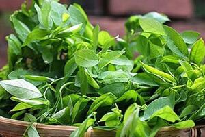 Rau ngót - &#39;thần dược&#39; trị nhiều bệnh không phải ai cũng biết